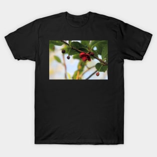 Magnolia vine - Schisandra rubriflora T-Shirt